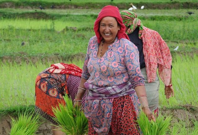 Woman in a field harvesting