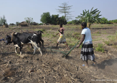 Two young women plough a dry field with two oxen in Mozambique's Zambezi valley.