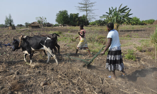 Two young women plough a dry field with two oxen in Mozambique's Zambezi valley.