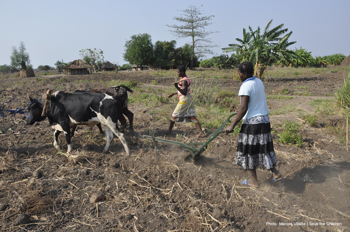 Two young women plough a dry field with two oxen in Mozambique's Zambezi valley.