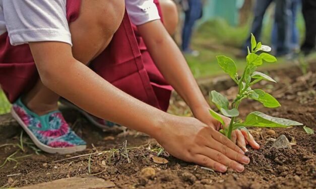 School girl plants a small tree at a planting event