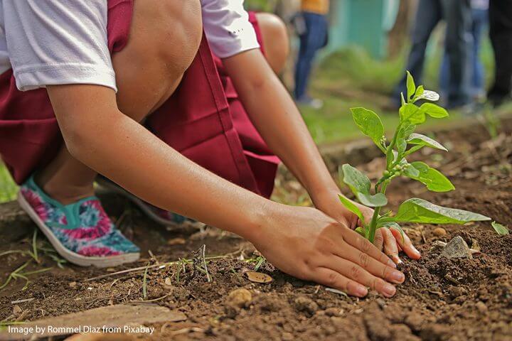 School girl plants a small tree at a planting event