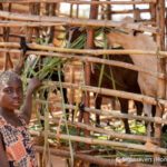 A girl with a disability feeds the goats her farmer family have been provide with. The goat is in a pen make with sticks