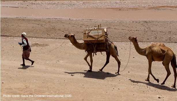 Young man walks in the desert with his two camels, Somali Region of Ethiopia.