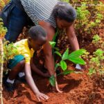 A tree sapling waiting to be planted on a national tree-planting day in Rwanda.
