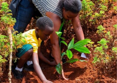 A tree sapling waiting to be planted on a national tree-planting day in Rwanda.