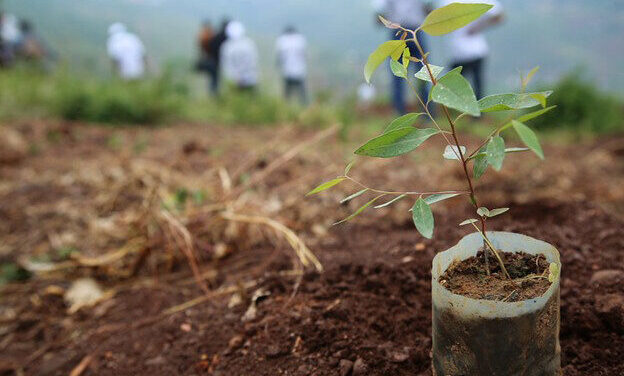A tree sapling waiting to be planted on a national tree-planting day in Rwanda.