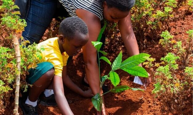 A tree sapling waiting to be planted on a national tree-planting day in Rwanda.