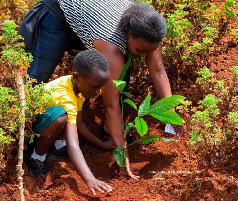 A tree sapling waiting to be planted on a national tree-planting day in Rwanda.