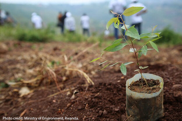 A tree sapling waiting to be planted on a national tree-planting day in Rwanda.