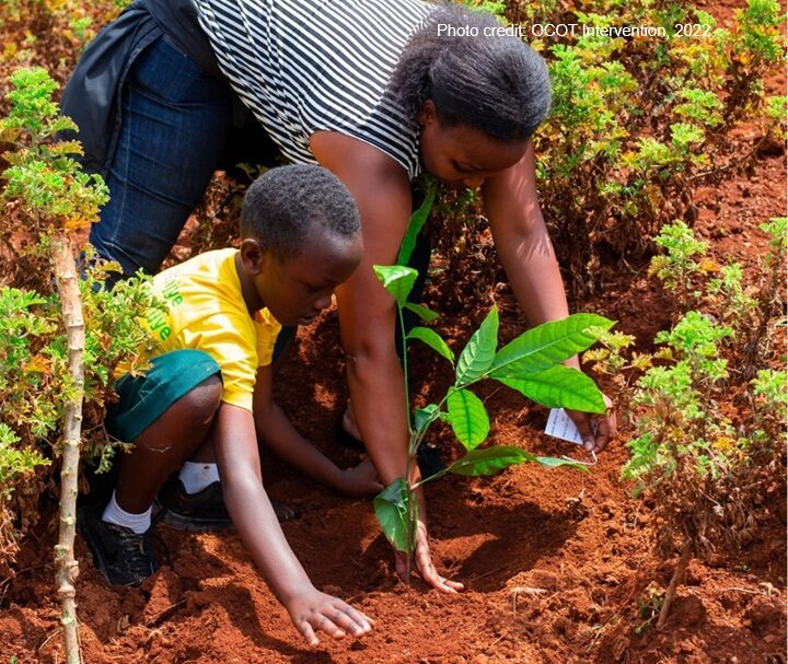 A tree sapling waiting to be planted on a national tree-planting day in Rwanda.